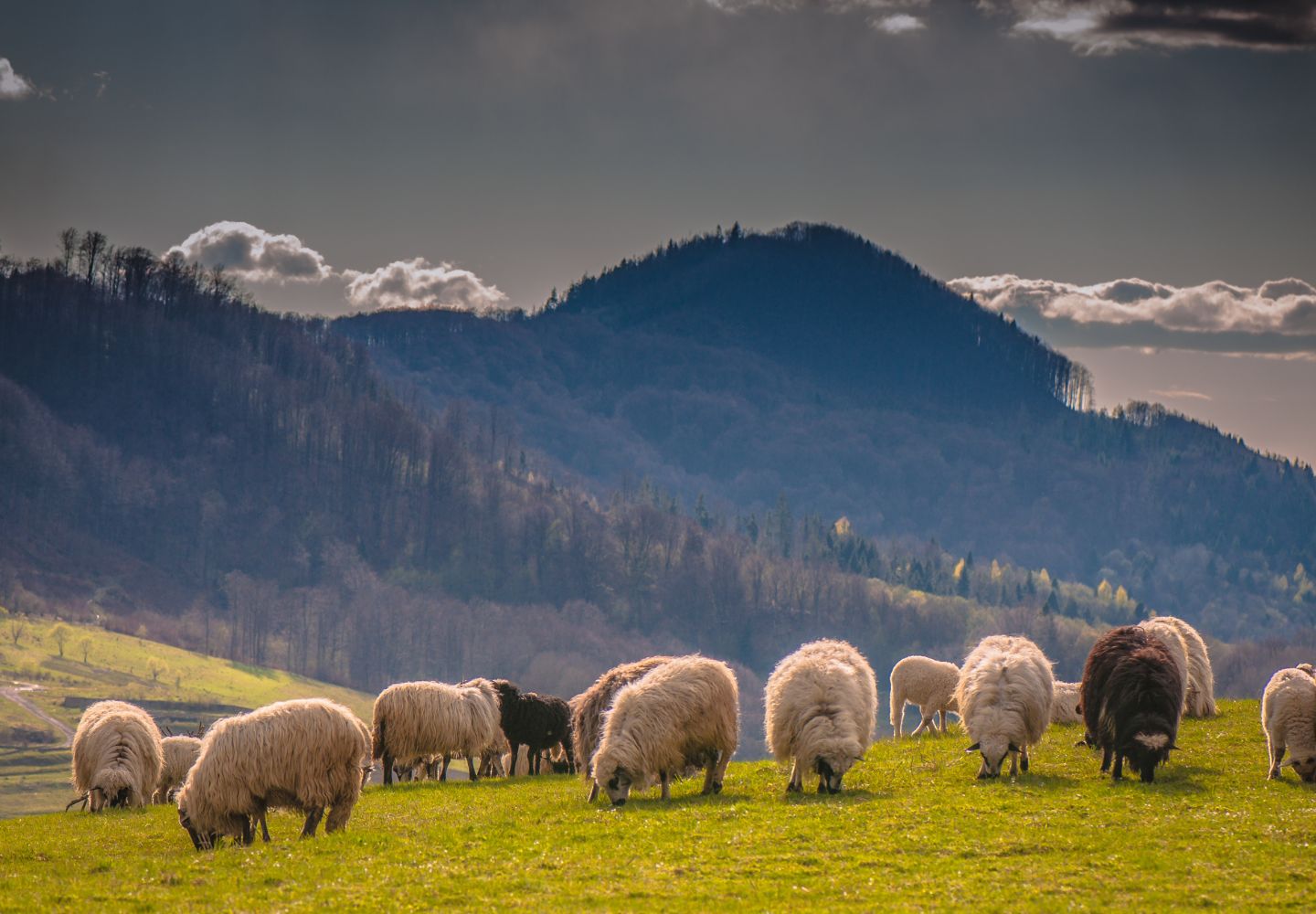 Sheep grazing in a field with mountains in the background