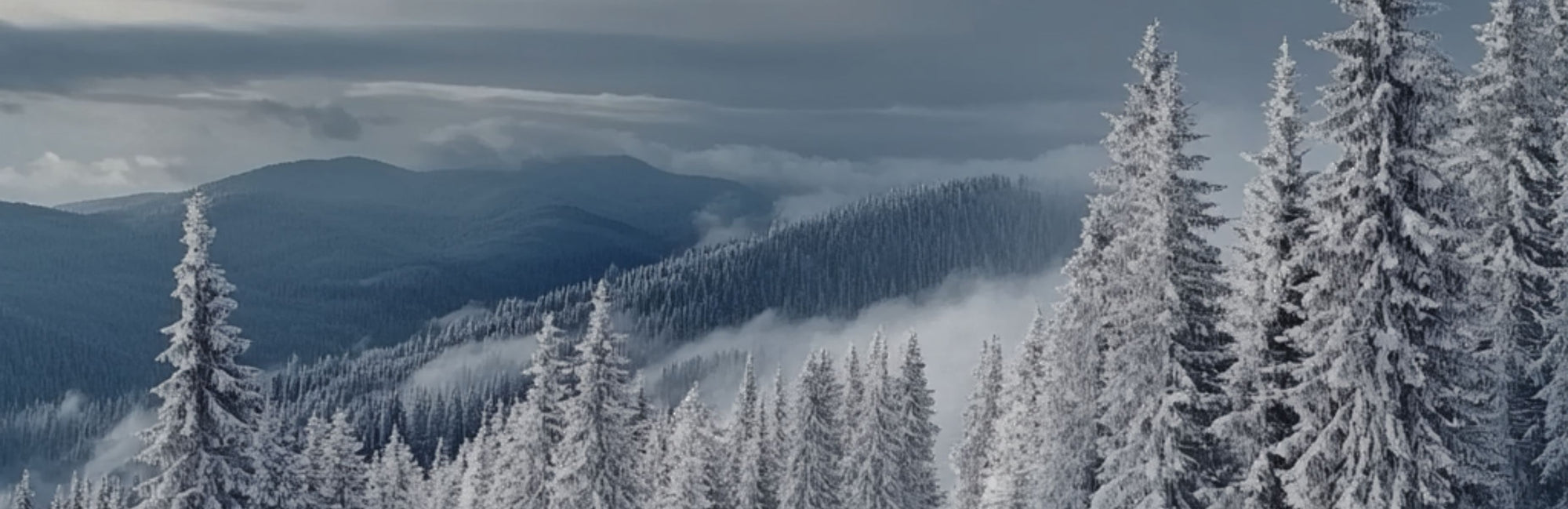 A landscape picture with snowy firs and mountains in the distance, in winter time.