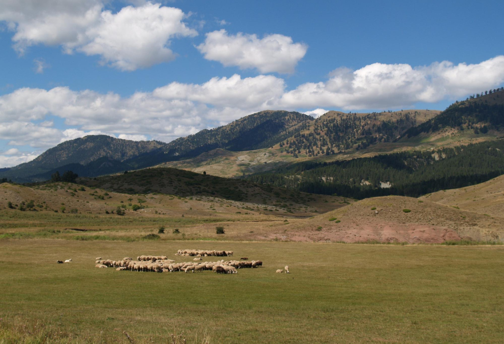 Photo of sheep grazing in dry fields